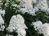 Phlox White_1